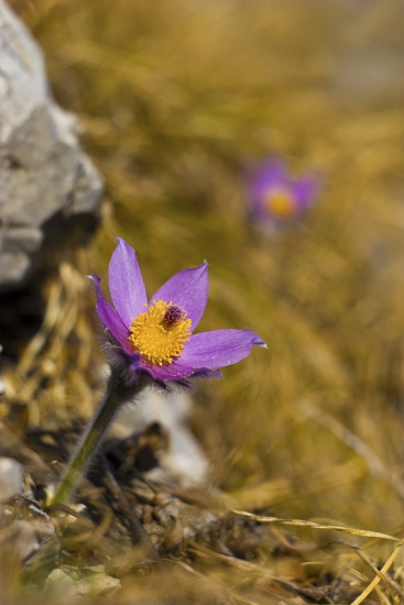 Prvé tohtoročné poniklece na Folkmarskej skale