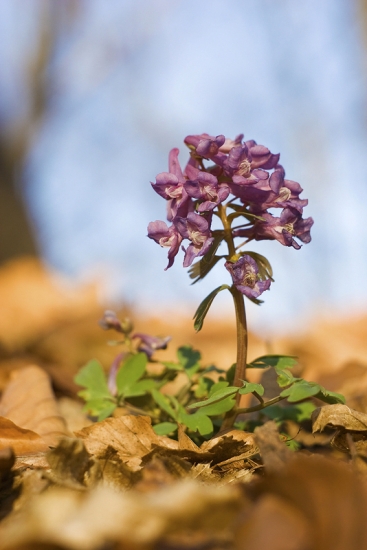 Chochlačka (plná?)