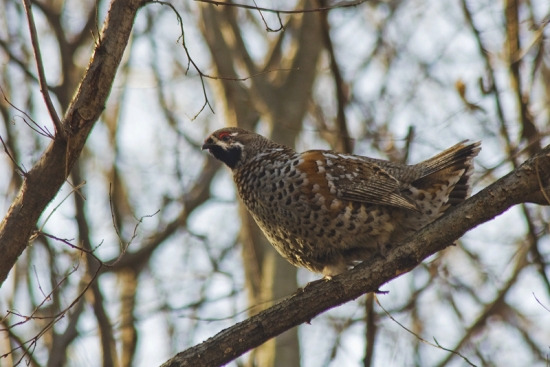Jariabok hôrny - kohútik