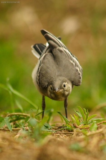 Úctivá poklona :) - trasochvost biely