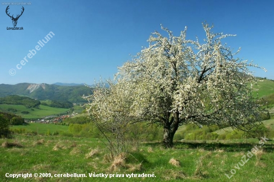 Jar nad Veľkým Folkmarom