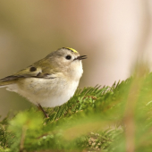 Králiček zlatohlavý