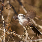 Mlynárka dlhochvostá