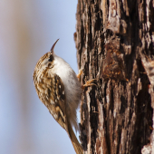 Kôrovník dlhoprstý