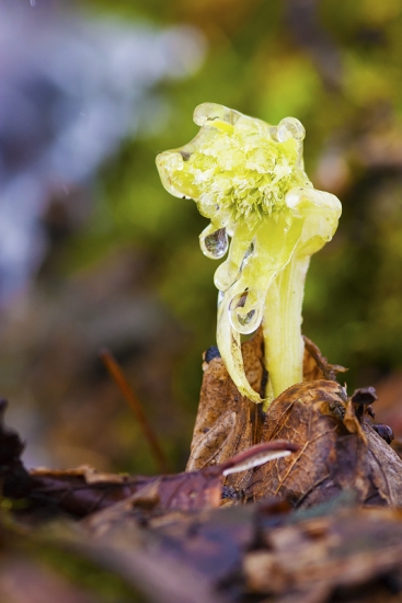 Deväťsil - obalený ľadom