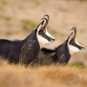 Akoby ich jedna mater mala...
