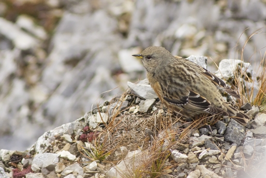 Vrchárka červenkavá
