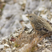 Vrchárka červenkavá