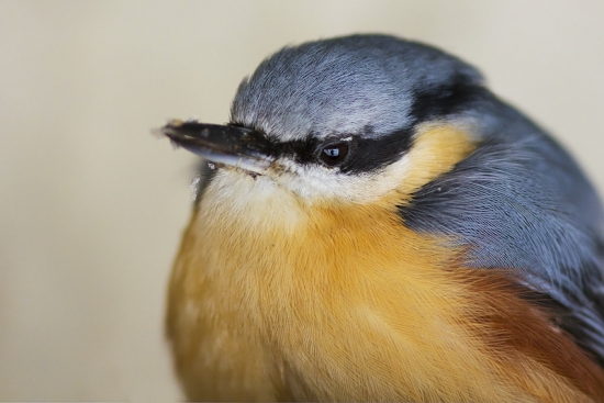 Brhlík lesný - portrét