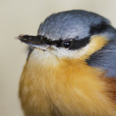 Brhlík lesný - portrét