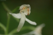 Vemenník zelenkastý (Platanthera chlorantha)