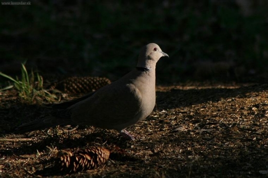 Na rannom slniečku - hrdlička záhradná