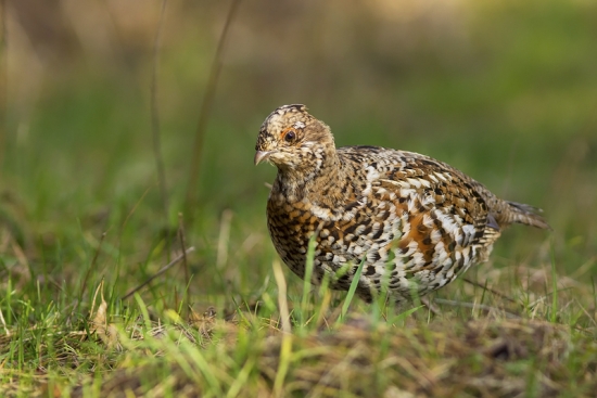 Jariabok hôrny - sliepočka
