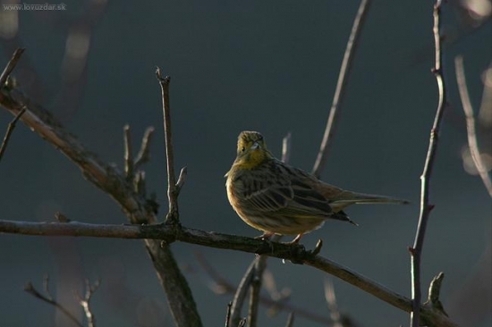 Večerná pohoda - strnádka