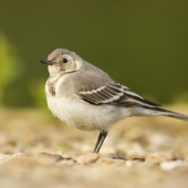 Trasochvost biely - mladý jedinec