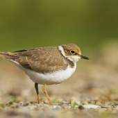 Kulík riečny - mladý jedinec