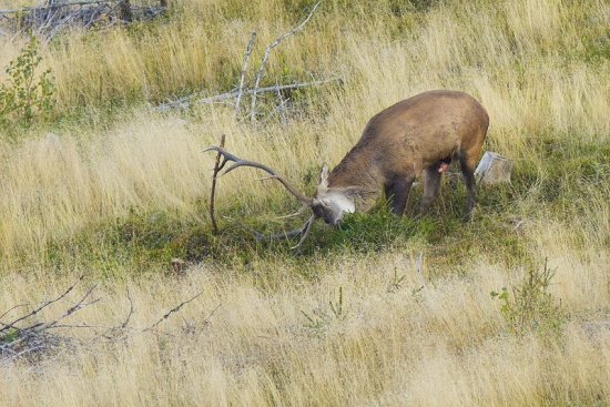 Na rujovisku II.