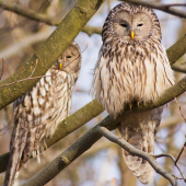 Sova dlhochvostá - pár