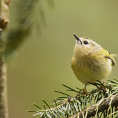 Králiček zlatohlavý