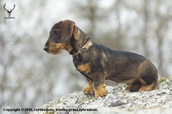 Hilary od Olčáka - 5 mesiacov