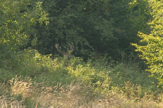 jeleň