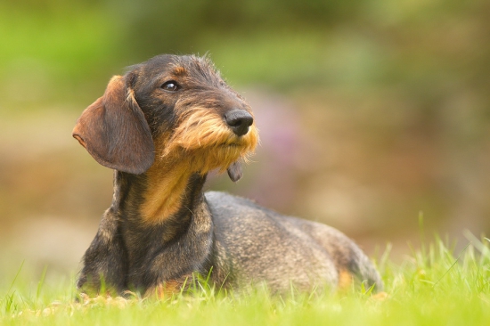 Hilary od Olčáka - 18 mesiacov