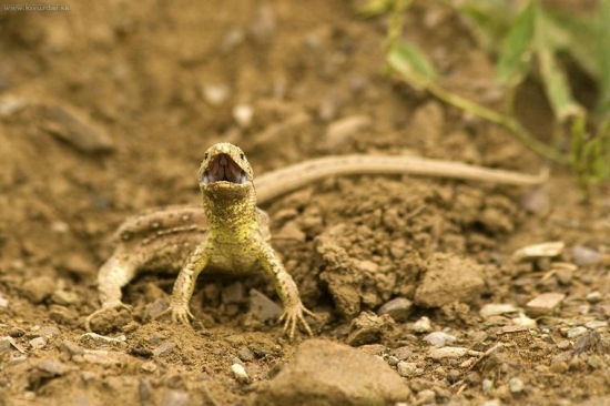 Jašterica krátkohlavá (?)