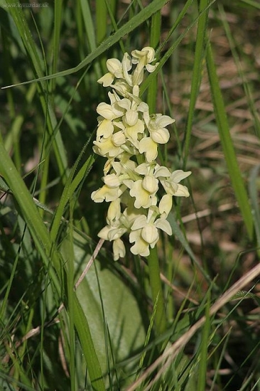 Vstavač bledý (Orchis pallens)