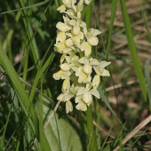 Vstavač bledý (Orchis pallens)