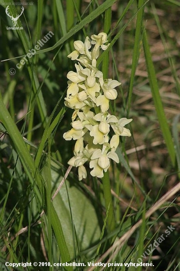 Vstavač bledý (Orchis pallens)