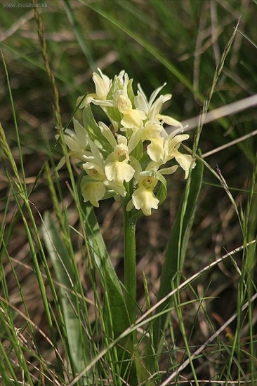 Vstavačovec bazový (Dactylorhiza sambucina)