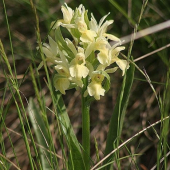 Vstavačovec bazový (Dactylorhiza sambucina)