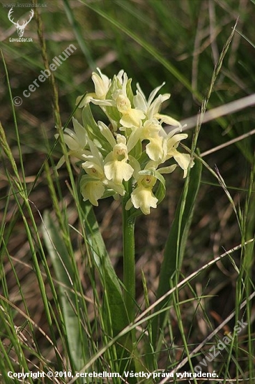 Vstavačovec bazový (Dactylorhiza sambucina)