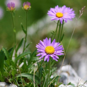 Astra alpínska