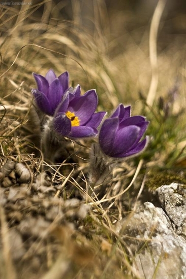 Poniklece na Folkmarskej skale