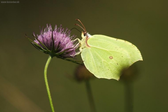 Žltáčik rešetliakový