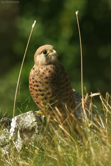 Sokol myšiar (Falco tinnunculus)