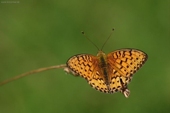 Perlovec veľký (Argynnis aglaja)