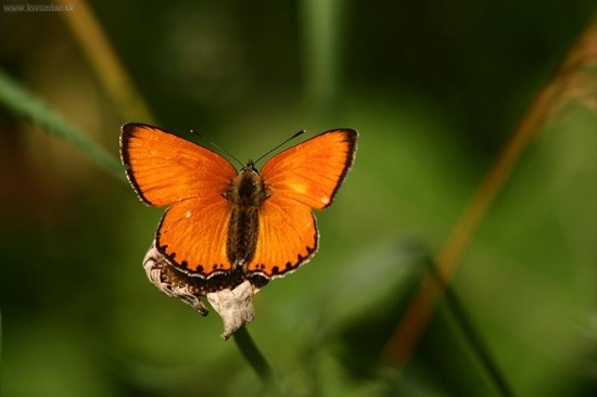 Ohniváčik zlatobyľový (Lycaena virgaureae)