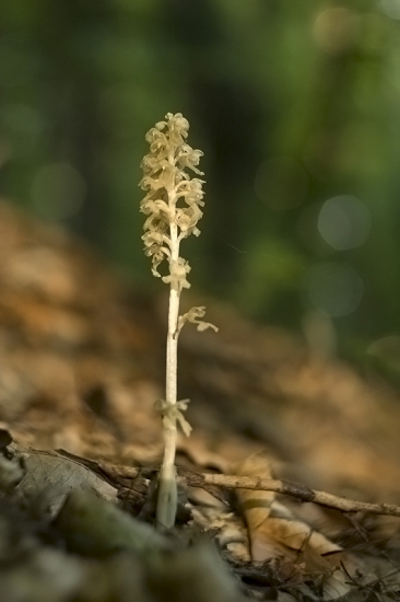 Hniezdovka hlístová