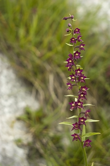 Kruštík tmavočervený