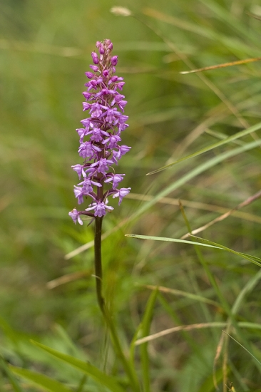 Päťprstnica obyčajná