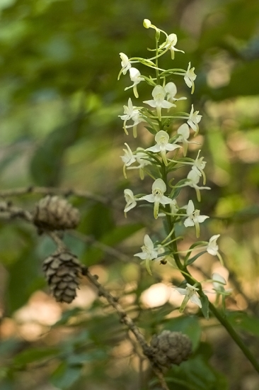 Vemenník zelenkastý
