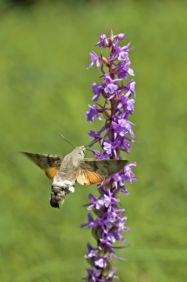 Lišaj marinkový a päťprstnica