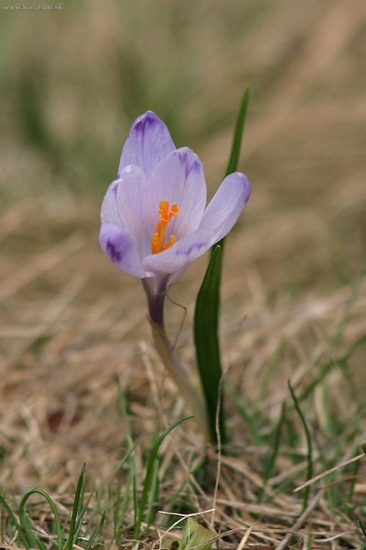 Šafran karpatský (Crocus heuffelianus)