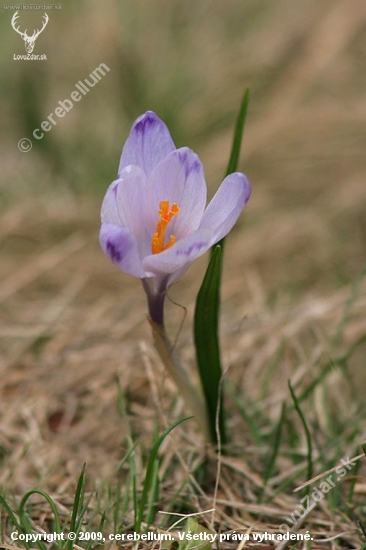 Šafran karpatský (Crocus heuffelianus)