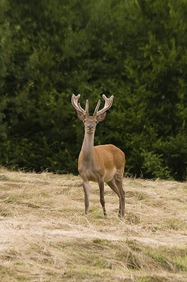 Jeleň