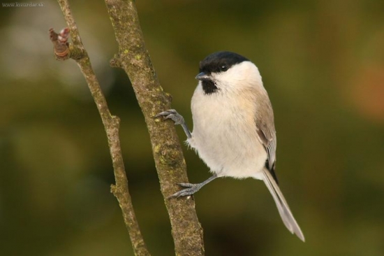 Sýkorka čiernohlavá