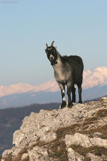 Zdivená koza na Folkmarskej skale