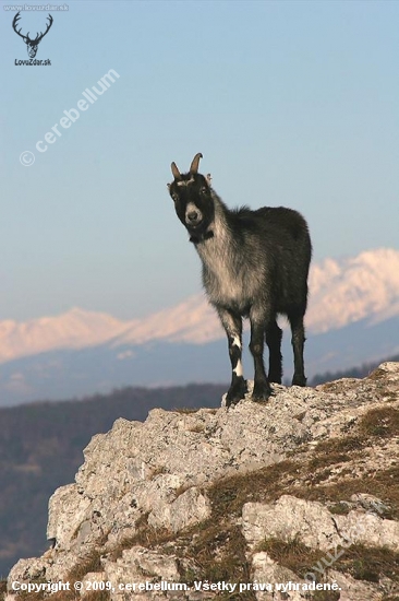 Zdivená koza na Folkmarskej skale